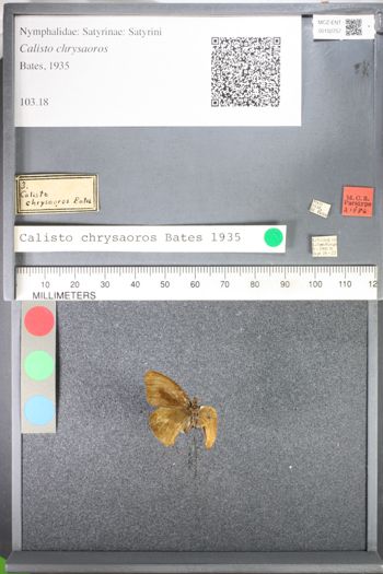 Media type: image;   Entomology 102757